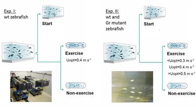 Cortisol Acting Through the Glucocorticoid Receptor Is Not Involved in Exercise-Enhanced Growth, But Does Affect the White Skeletal Muscle Transcriptome in Zebrafish (Danio rerio)